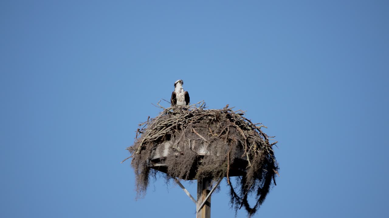 Falco pescatore appollaiato in un grande nido contro un cielo azzurro limpido, in cima a una piattaforma artificiale.