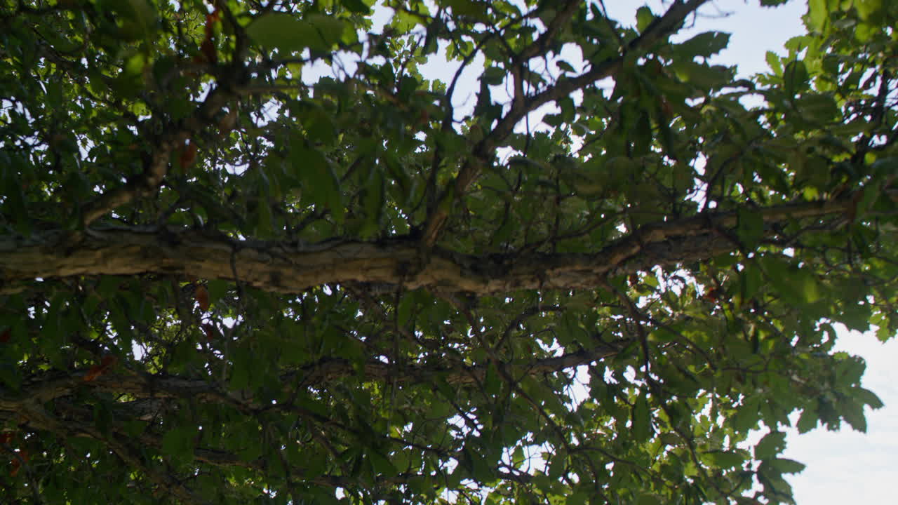 나뭇가지 사이로 엿보는 햇살의 트래킹 샷