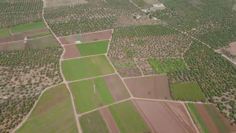 wide aerial footage north of bari, italy showing the fast agriculture and olive farms