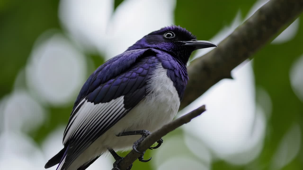 Close-up of a vibrant purple and white bird perched on a branch