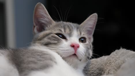 Lindo-Encantador-Pequeño-Pequeño-Gatito-Plateado-De-Pelo-Corto-Gato-Se-Despertó-Con-Sueño