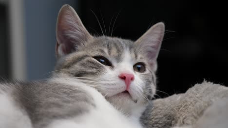cute lovely little small silver shorthair kitten cat got waken up sleepy