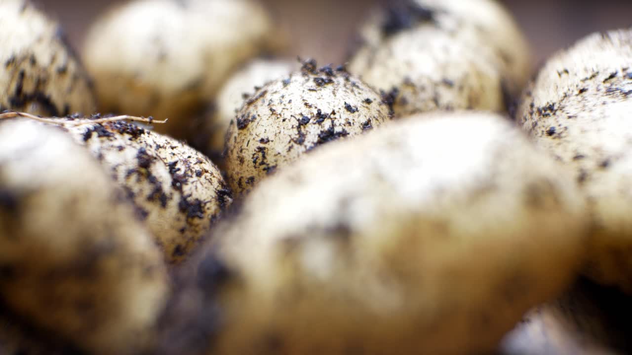 patatas orgánicas de cosecha propia foco superficial cubierto de tierra en la superficie de la cocina de madera closeup dolly izquierda