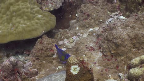 Blue-Ring-Angelfish-swimming-over-coral-reef-area-at-Koh-Tao,-Thailand