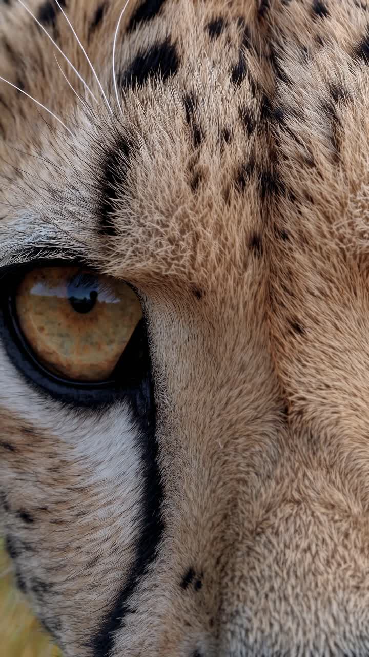 Close-up video shot of a cheetah's eye and fur, capturing intricate details and textures