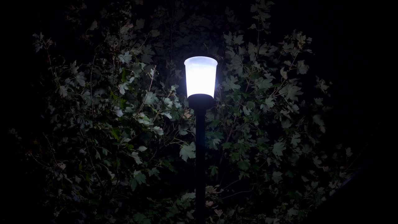 уличный фонарь, светящийся на фоне дерева, дующего в ветре, дорсет, англия