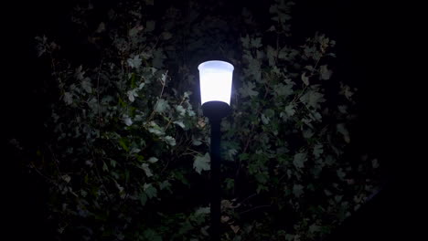 A-street-lamp-glowing-against-the-background-of-a-tree-blowing-in-the-breeze,-Dorset,-ENgland