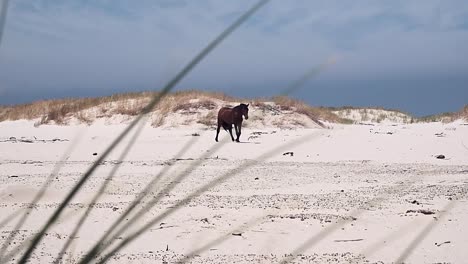 Ein-Wilder,-Einsamer-Hengst,-Der-An-Einem-Strand-Spaziert,-Mit-Gras,-Das-Im-Wind-Weht,-Und-Dünen-In-Der-Ferne