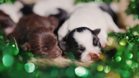 cachorros en decoración verde para el día de san patricio 03