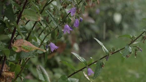 Lluvia-Goteando-De-Flores-Y-Plantas-En-El-Patio