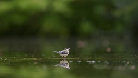 great tit bird by a pond