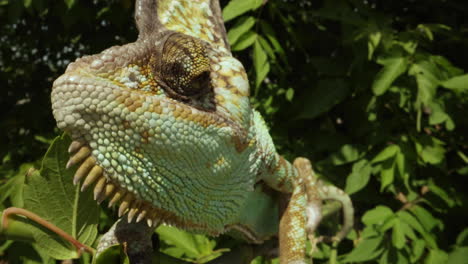 Tilt-up-reveal-chameleon-lizard---Reptile-in-a-tree