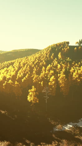 golden hour forest landscape