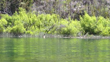 Ducks-swimming-near-the-coastline-in-Puelo-Lake-with-forest-in-background,-Patagonia-Argentina