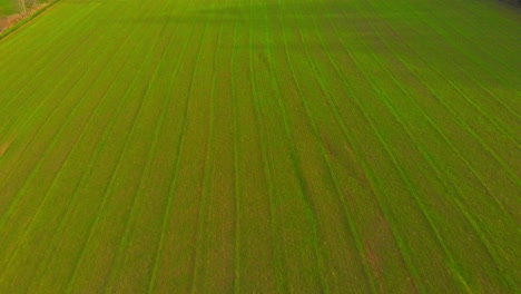 Vuelo-Sobre-Cultivos-De-Invierno-Recién-Plantados