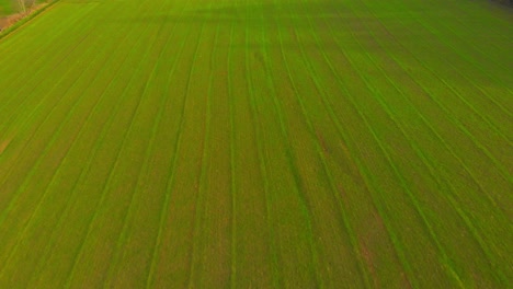 flight over freshly planted winter crops