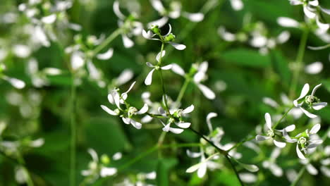 Macro-shot-of-Sweet-Autumn-Clematis--flowers