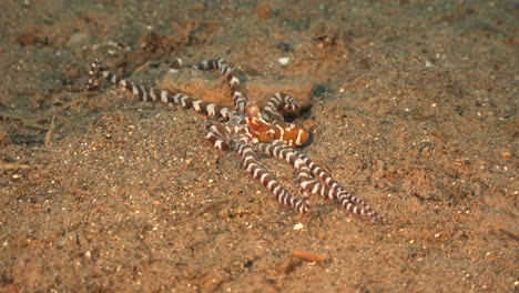 wonderpus crawling over sand on reef in the philippines