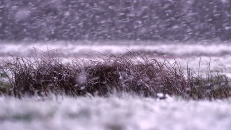 hard snowfall again bush and landscape, close up on bush, slow motion