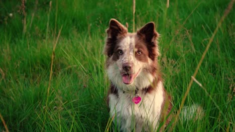 Einige-Erstaunliche-Nahaufnahmen-Des-Schönen-Hundes-Im-Sonnenunterganglicht