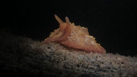 creative underwater lighting of the sea slug pleurobranchus species discovered on a night diving activity