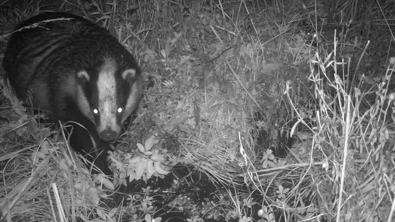 European badger (Meles meles) looks into the camera and then moves on. Night shot with a trail camera. Saaremaa, Estonia