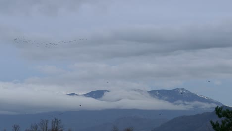 view of a mountain surrounded by white mist and clouds, in the foreground flying birds in formation, abbotsford, bc, canada - static shot