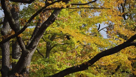 Long-thick-forked-branches-of-the-beech-tree