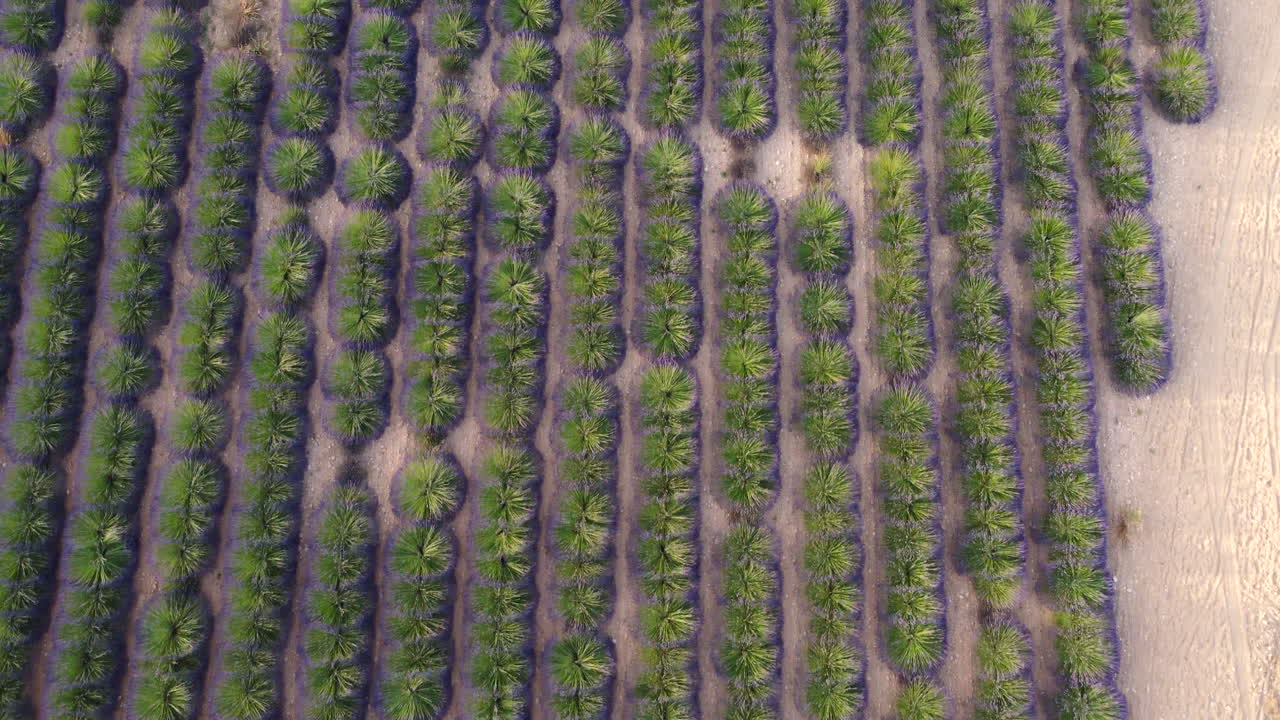 cultivo de agricultura de campo de lavanda en la meseta de valensole, provence, francia
