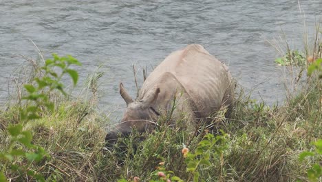 rhino rhinocerose eating green leaves in foggy landscape scenery, river flowing behind