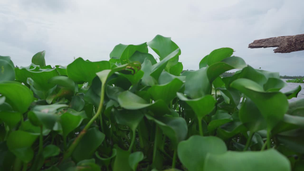 강을 흐르는 아프리카 이끼, 일반적으로 물 히아신스로 알려진 pontederia crassipes는 남아메리카에 서식하는 수생 식물입니다