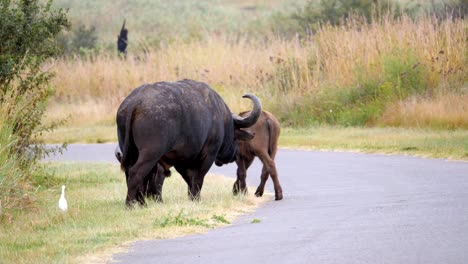 white bird walks along side large male buffalo and herd crossing the road grass