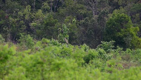 The-Asiatic-Elephants-are-endangered-species-and-they-are-also-residents-of-Thailand