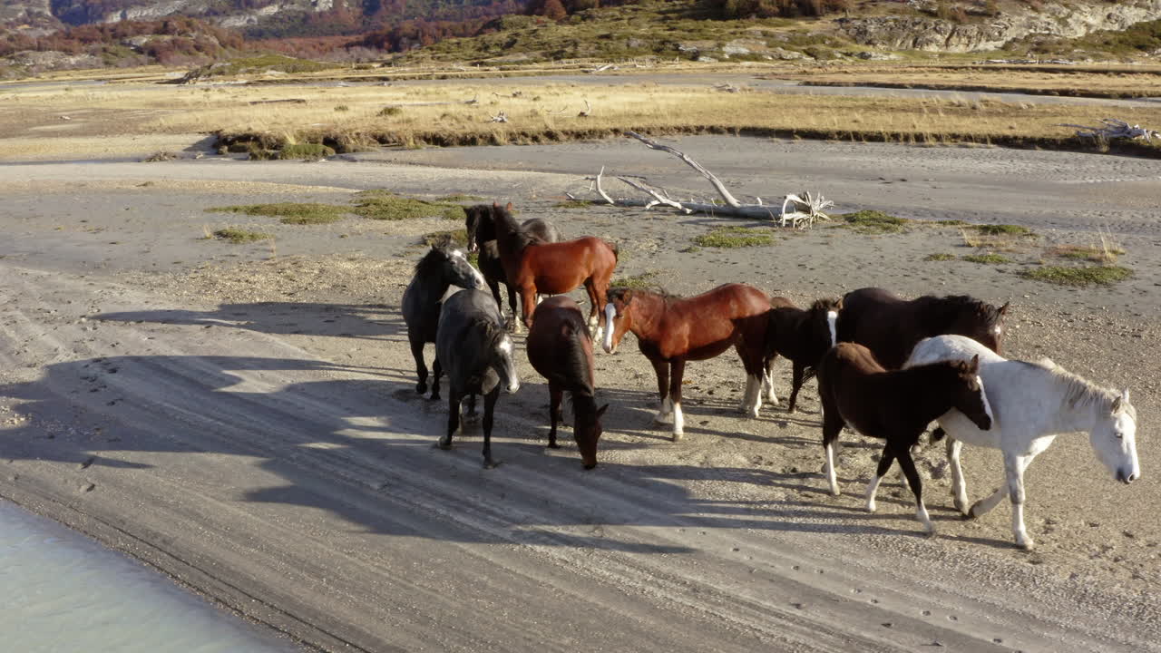 Herd of horses walking along sandy shoreline in wild Patagonian setting near riverbank