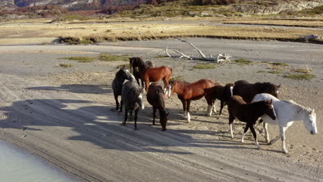 herd of horses walking along sandy shoreline in wild patagonian setting near riverbank