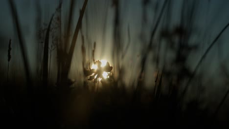 sun peeking through grass