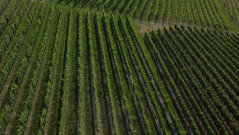 Viñedos-Agricultura-Orgánica-Cultivo-Vista-Aérea