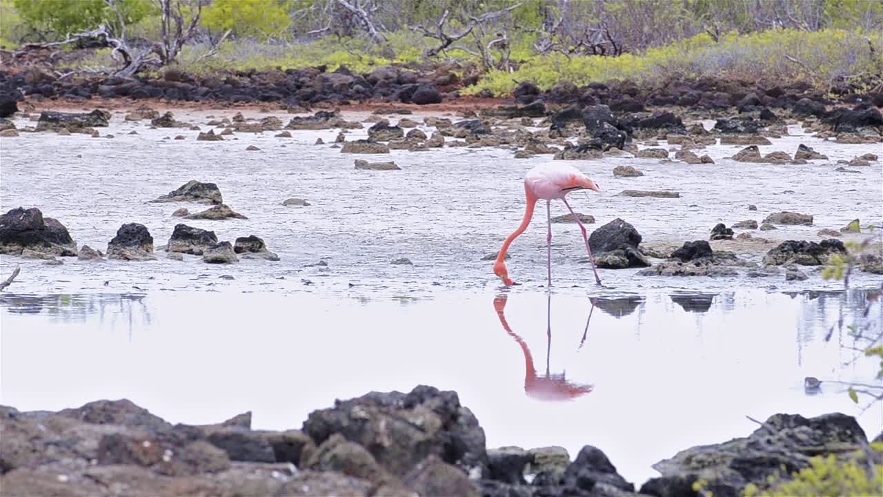 갈라파고스 국립 공원 에콰도르의 산타 크루즈 섬에 있는 세로 드래곤의 바닷물 습지를 걷고 있는 한 쌍의 미국 플라밍고