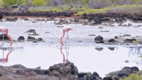 Un-Par-De-Flamencos-Americanos-Caminando-En-Un-Pantano-De-Agua-Salada-En-El-Cerro-Dragón-En-La-Isla-Santa-Cruz-En-El-Parque-Nacional-Galápagos-Ecuador