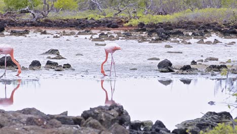 un par de flamencos americanos caminando en un pantano de agua salada en el cerro dragón en la isla santa cruz en el parque nacional galápagos ecuador