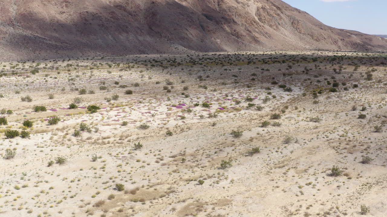 야생 꽃 위를 날아다니며, 중간