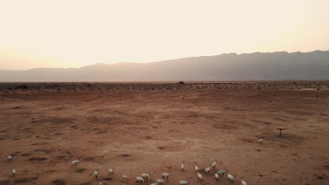 Toma-De-Establecimiento-Del-Impresionante-Paisaje-Y-Una-Manada-De-órix-Blanco-Del-Sahara-Dentro-De-La-Reserva-De-Vida-Silvestre-De-Hai-Bar