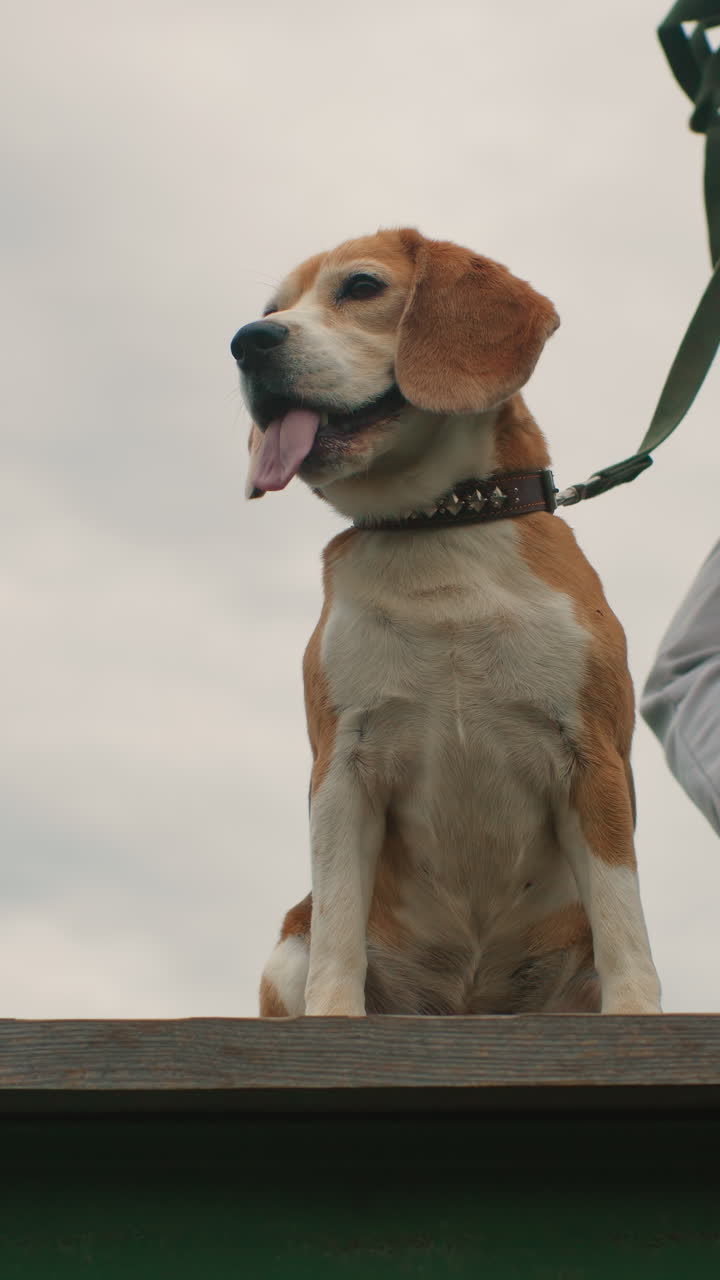 beagle seduto accanto al proprietario in piedi che tiene in mano un guinzaglio verde, lingua di fuori ed espressione attenta, sporgenza in legno consumato con cielo nuvoloso sullo sfondo, scarpe sportive e tuta casual suggeriscono un imminente