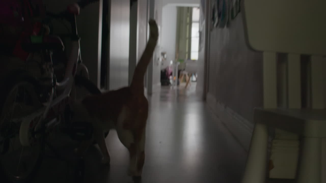 색과 홍색의 고양이가 아파트를 점검하고 있다