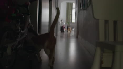 un gato blanco y rojo está inspeccionando el apartamento