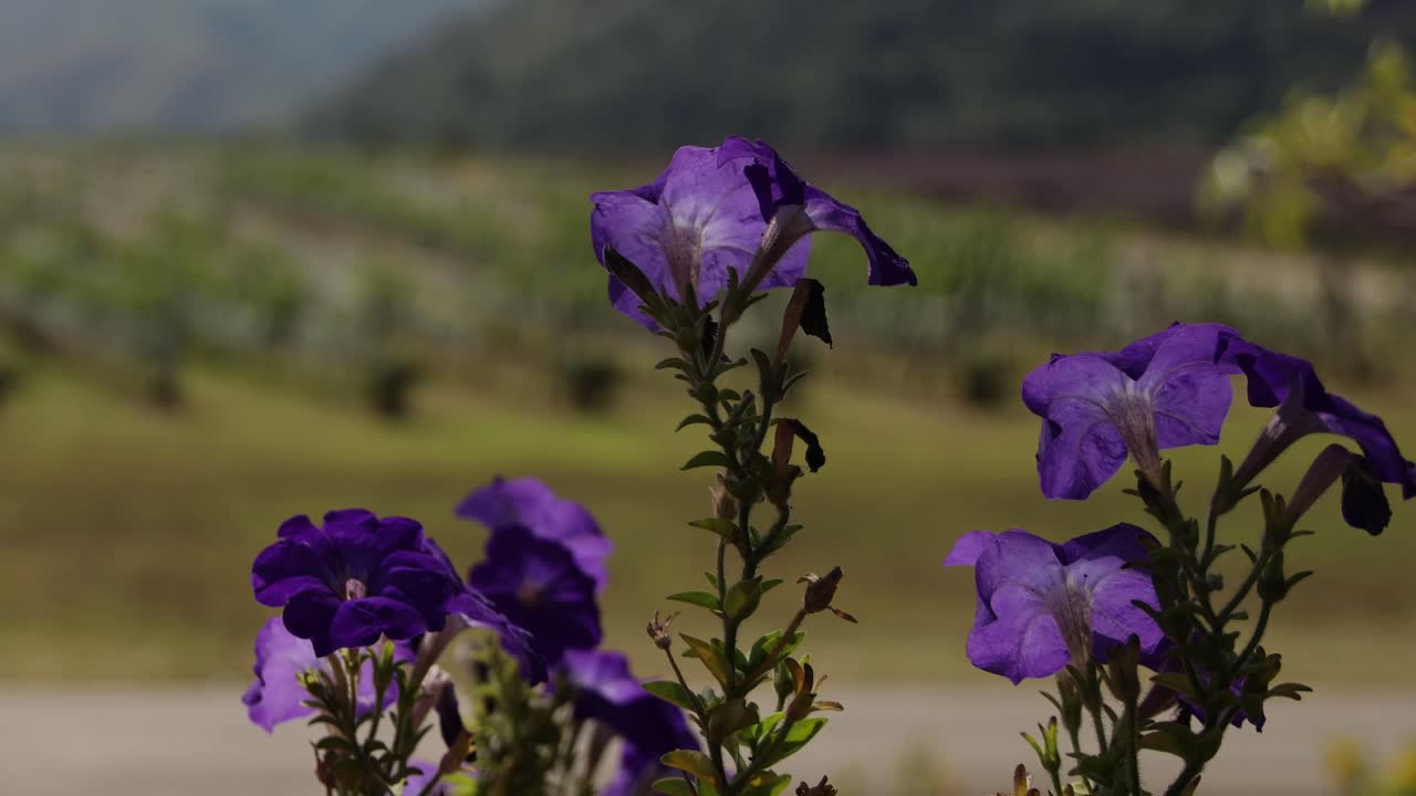 포도원 에서 꽃 이 피는 보라색 꽃