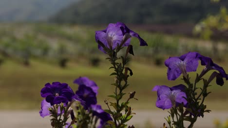 flores púrpuras floreciendo en un entorno de viñedo