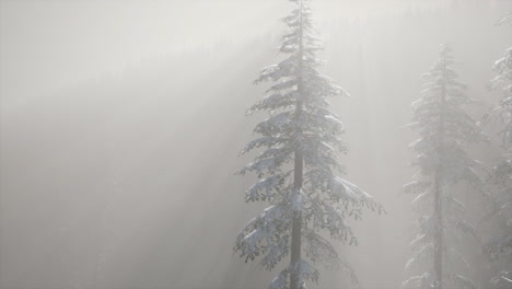 misty fog in pine forest on mountain slopes