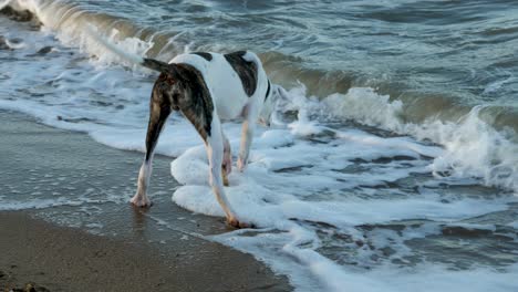 Toro-árabe,-Perro-Australiano-Jugando-Cerca-De-La-Playa