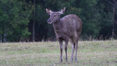 The-Sambar-Deer-is-a-Vulnerable-species-due-to-habitat-loss-and-hunting